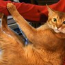 猫コアラ