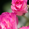 薔薇