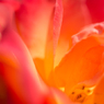 薔薇