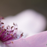 薔薇