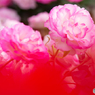 薔薇
