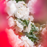 薔薇