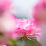 薔薇