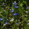 青と白の小さな小さな花園