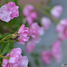 ちっちゃい薔薇