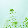 草