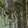 苔と壁