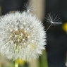 puffball