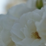ｗｈｉｔｅ　ｉｎｎｏｃｅｎｃｅ