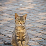 たそがれ猫