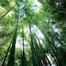 竹林2