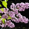 色づくライラックの花