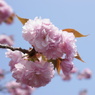 八重桜