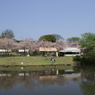 池と桜