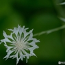 ａ　ｃｒｙｓｔａｌ