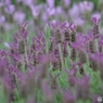 ｓｃｅｎｔ　ｏｆ　ｐｕｒｐｌｅ
