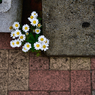 隅に咲く花、