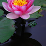 Nymphaea