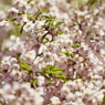 葉　　桜