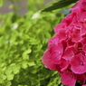 紫陽花