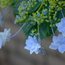 紫陽花