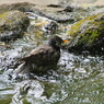 野鳥を探して　ムクドリ