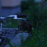 夕闇にゃんこ