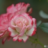 ｔｗｏ