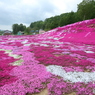 花のじゅうたん