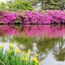 ツツジと花菖蒲