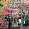 虹の滝（こうのたき）の紅葉