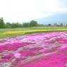 芝桜