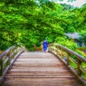 Welcome to GreenForest ～橋～