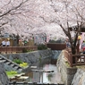 鹿の井出水の桜まつり