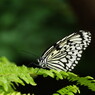 虫達を追って　ゴマダラチョウ