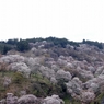 山のにぎわい