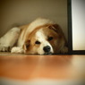 押入れ犬