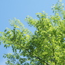 AUTO RIKENON 50/1.7 