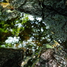 IMGP4571_2