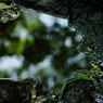 IMGP4586_2