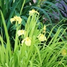 花菖蒲
