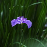 菖蒲