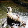 野鳥を探して　カモ？