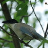 野鳥を探して　オナガ