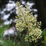 ナンテンの開花