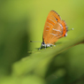 アカシジミ（F2.8）