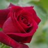 濃赤薔薇
