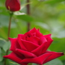 赤薔薇