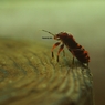 木杭の上