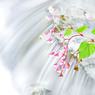 揺れる花
